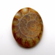 Amonit kamień ozdobny – kaboszon na wisiorek